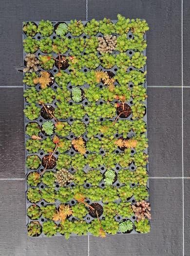 Sedum micro motte 'Everest'