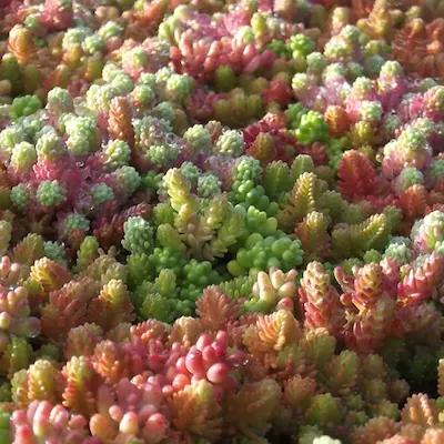 sedum pour fleurissement sec des villes