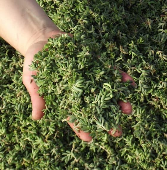 Fragments de sedums 5 KG