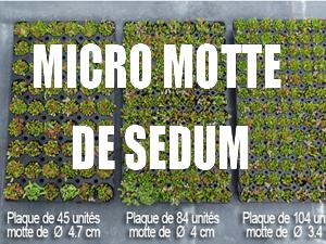 Sedum micro motte 'Everest'