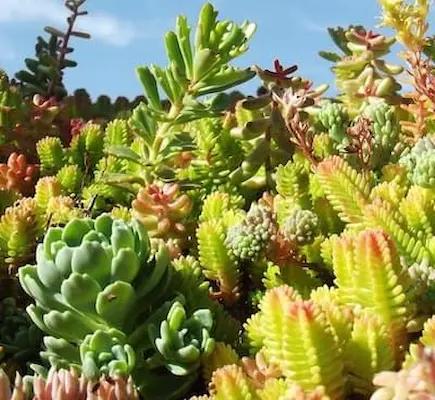 Sedum mix Chardoon Everest