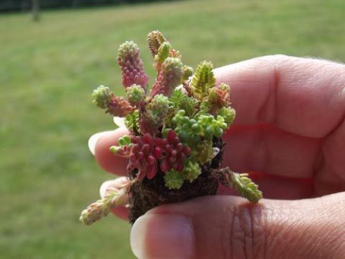 micro motte de sedum pour toiture
