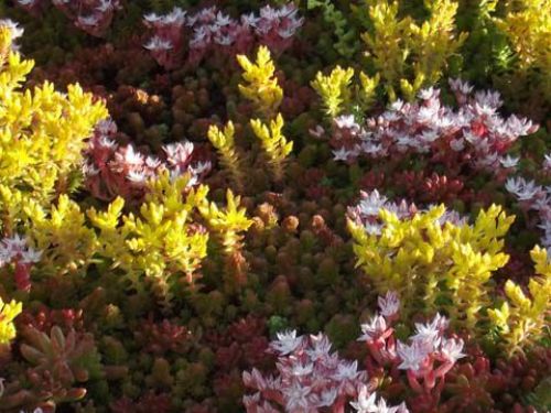 sedum en fleurs