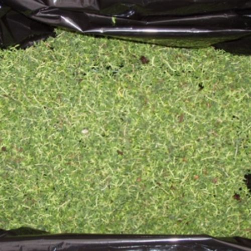 emballage de fragment de sedum