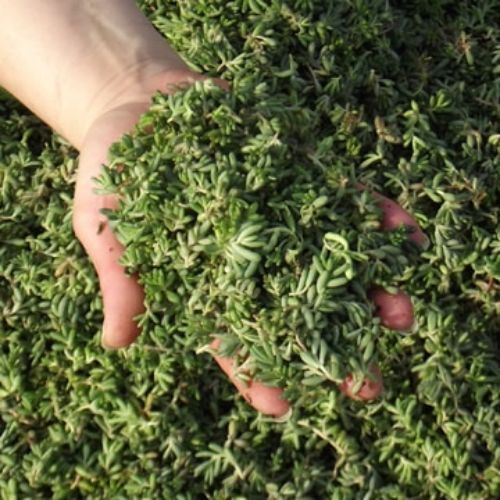 Fragment de sedum album