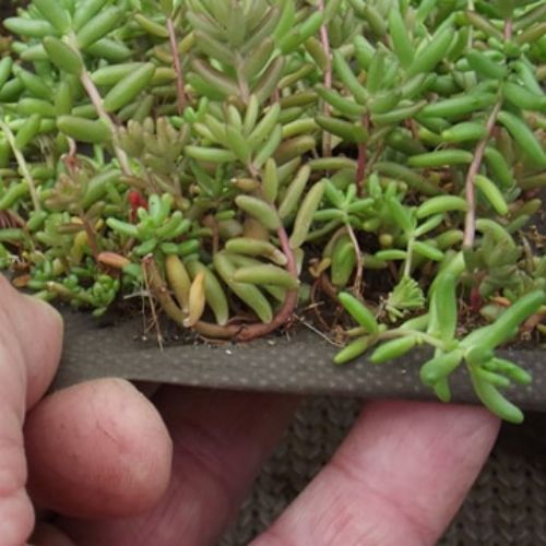 sedum sur tapis d'amidon de mais