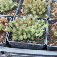 sedum godets