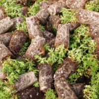 micro motte sedum