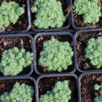 godet de sedum