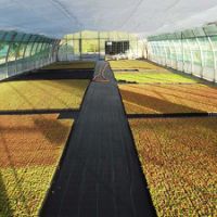 serre tunnel de production de sedum