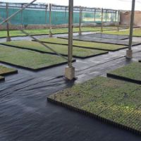 serre de production de sedums