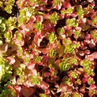 sedum spurium