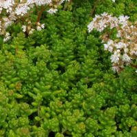 sedum album mural