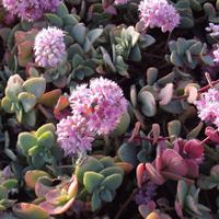 sedum ewersii