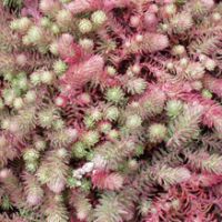 sedum forsterianum elegans