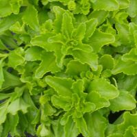 sedum kamtschaticum
