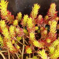 sedum reflexum