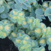 sedum sieboldii mediovariegatum