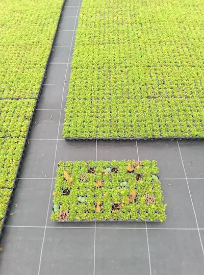Production de plaques de micro-mottes de sedum dans la pépinière du Chardon Bleu