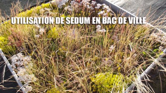 Sedums et graminées utilisés dans un bac de fleurissement urbain