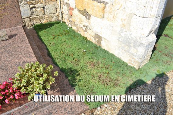 Végétalisation d’un espace de cimetière avec du sedum couvre-sol