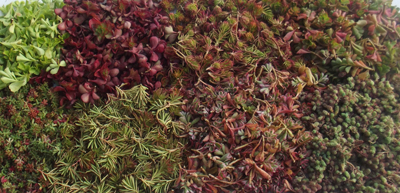 Mélange varié de fragments de sedums pour toiture végétalisée