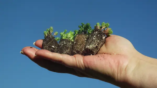 Micro-mottes de sedum tenues dans une main pour montrer leur taille