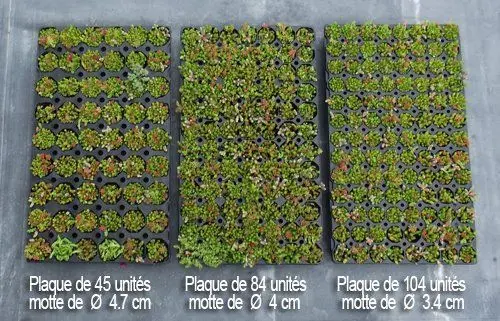 Comparaison de plaques de 45, 84 et 104 micro-mottes de sedum