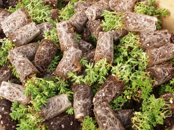 Micro-mottes de sedum avec un système racinaire développé