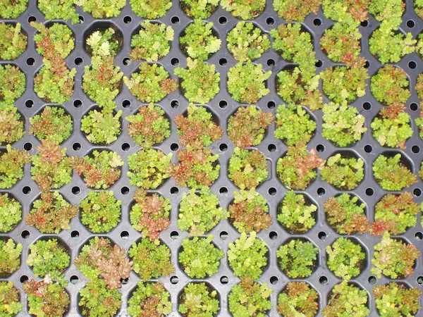 Plaques de micro-mottes de sedum en culture dans la pépinière