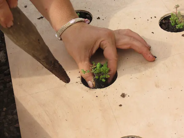 Plantation d’une micro-motte de sedum dans un trou du gabarit