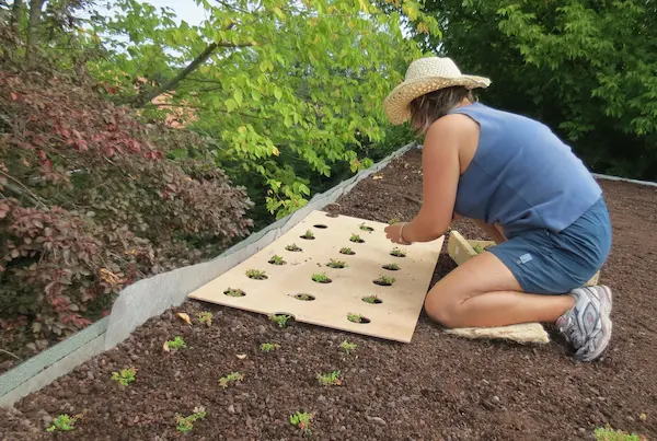 Plantation homogène de micro-mottes de sedum sur une toiture avec un gabarit