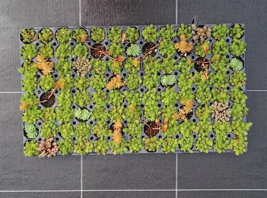Mélange de variétés de sedum pour toiture végétalisée durable