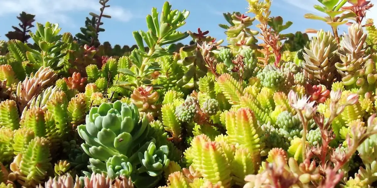 Mélange de micro-mottes de sedum pour toiture végétalisée