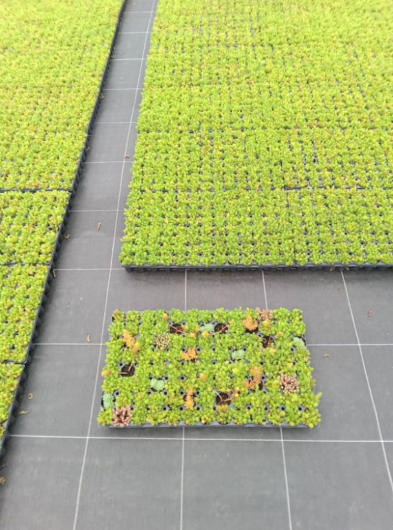 Production de micro-mottes de sedum dans la pépinière du Chardon Bleu