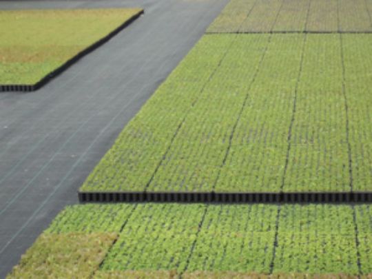 <img src="image.jpg" alt="bouture de 2.7 cm">