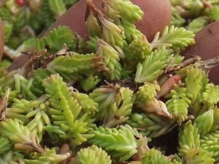 <img src="image.jpg" alt="fragments de sedum pour hydroseeder">