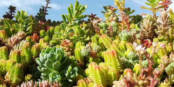 Mélange de micro-mottes de sedum pour toiture végétalisée