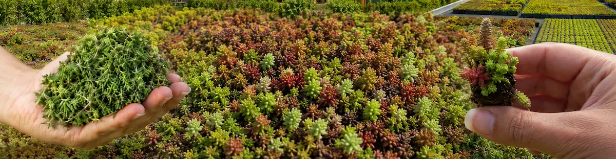 Fragments de sedums, toiture végétalisée et micro-mottes de sedum
